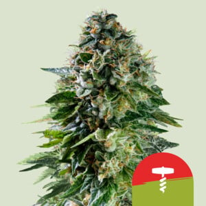 Corkscrew Auto – Royal Queen Seeds