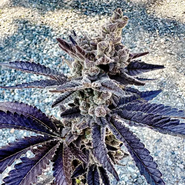 Cosmopolis Feminized – Alchimia Grow Shop