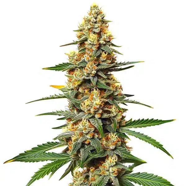 Critical 47 – Blimburn Seeds
