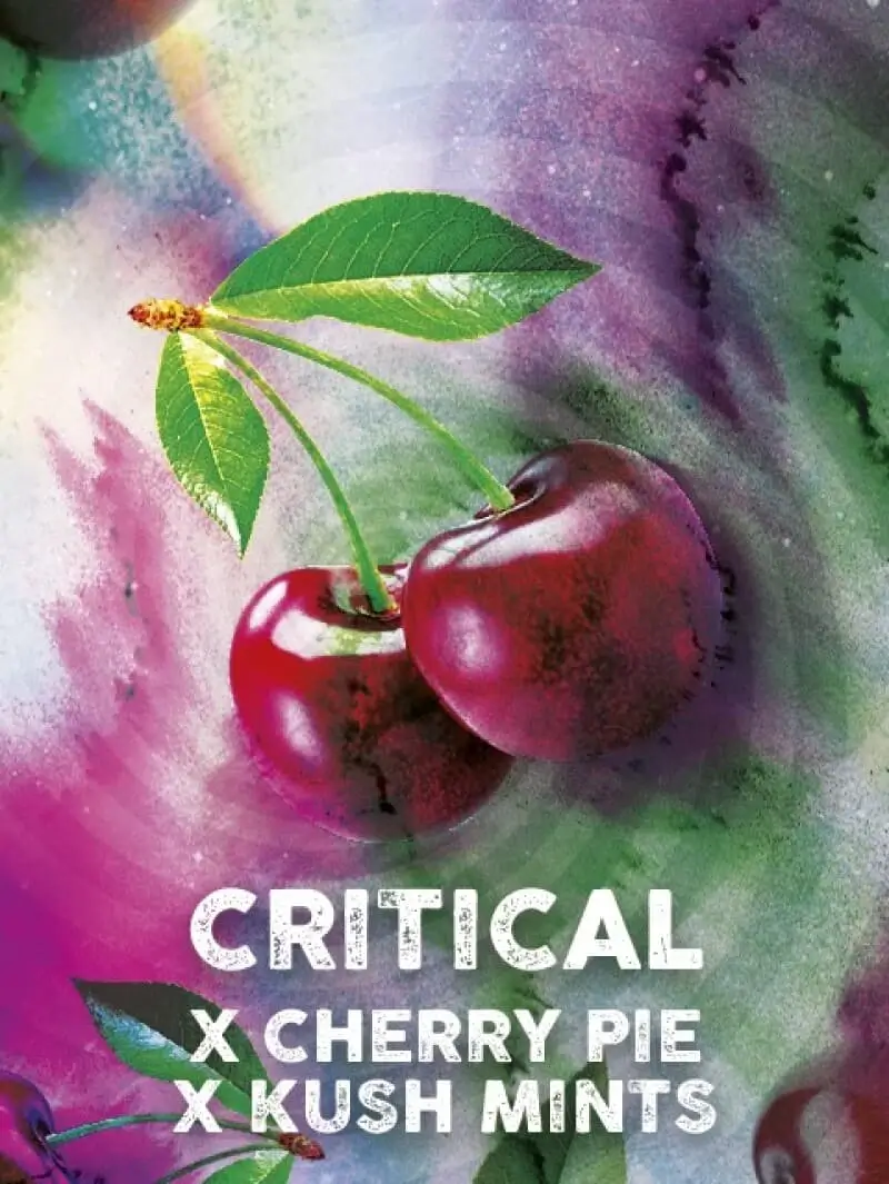 Critical Cherry Feminized – Alchimia Grow Shop