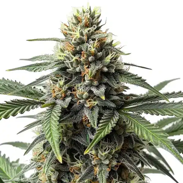 Cr + – Blimburn Seeds