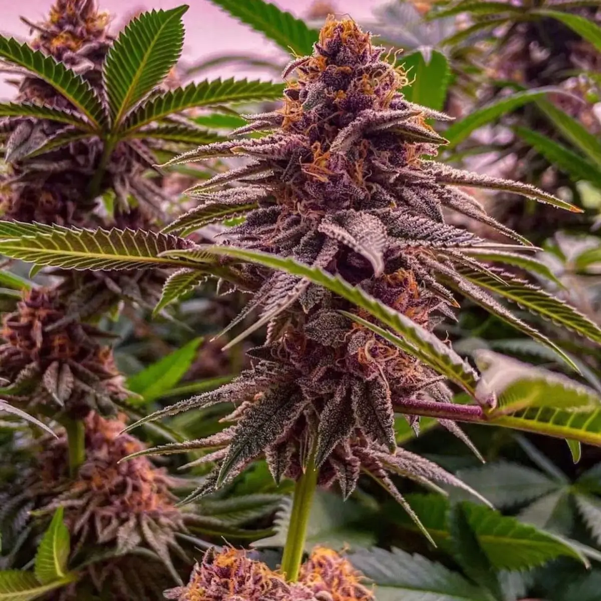 Dark Queen Regular – Alchimia Grow Shop