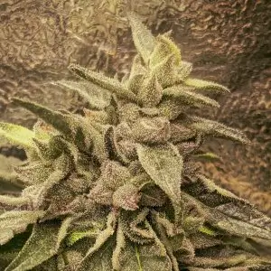 Deep Chunk Regular – Alchimia Grow Shop