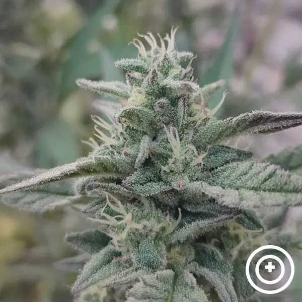 Deep State Feminized – Alchimia Grow Shop