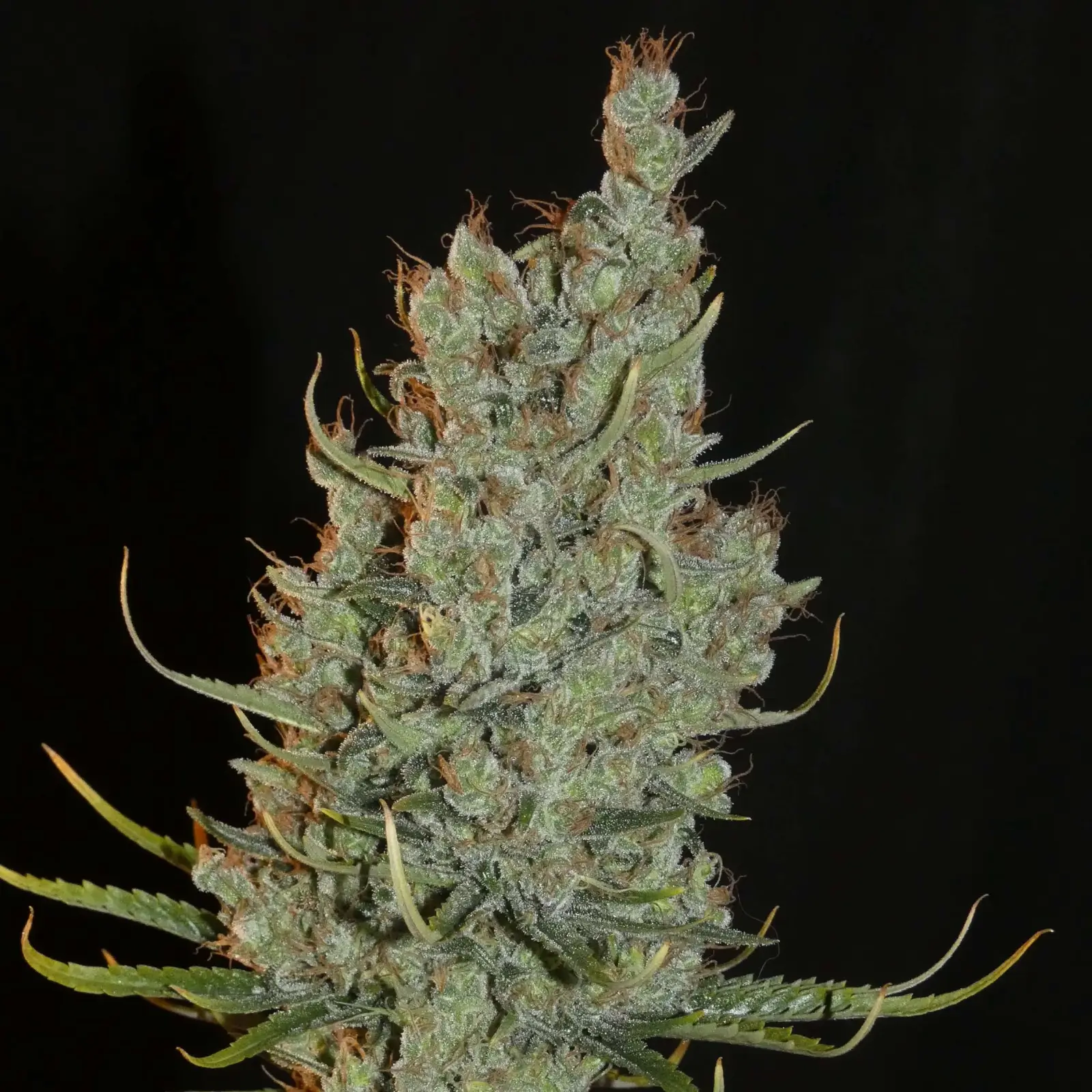 Desert Skunk Feminized – Alchimia Grow Shop