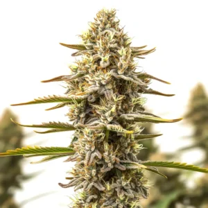 Dip Sixt Cannabis Extraction – Blimburn Seeds