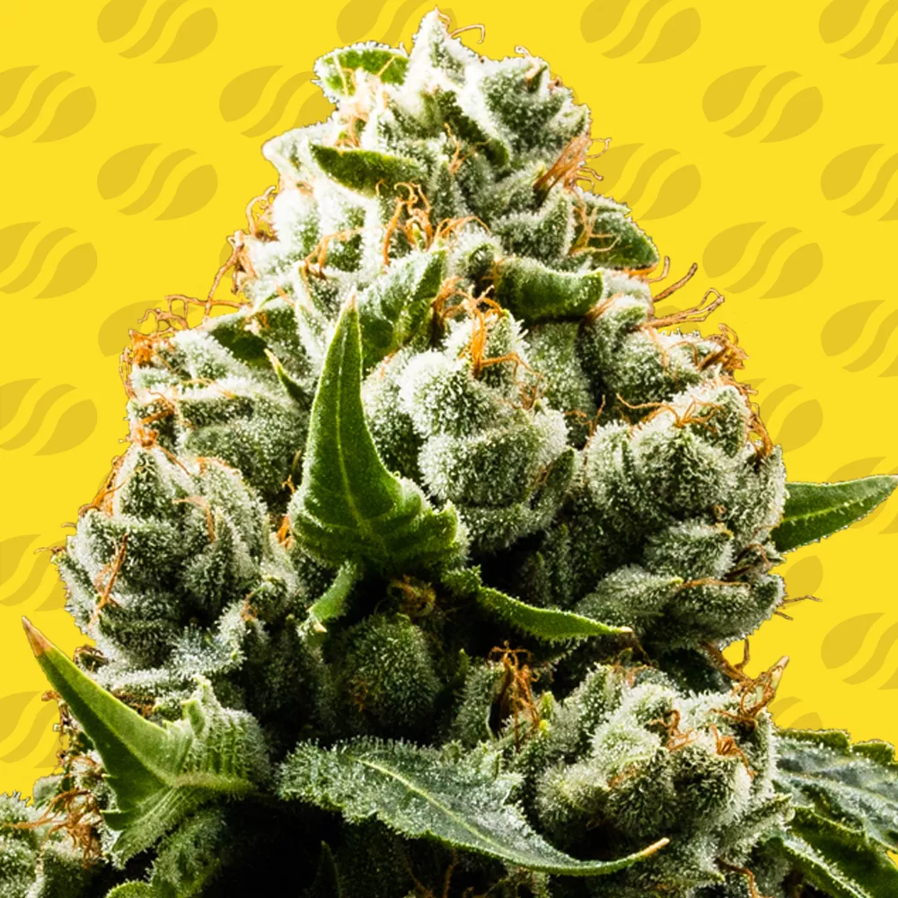 Do Si Dos Auto – Original Sensible Seeds