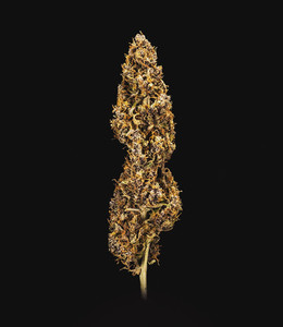 Do-Si-Dos Auto – Royal Queen Seeds