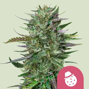 Do-Si-Dos – Royal Queen Seeds
