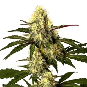 Do Si Dos – Blimburn Seeds