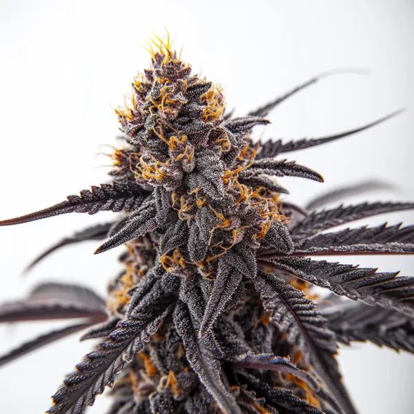 Donny Burger – Blimburn Seeds
