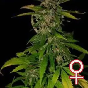 Double D Feminized – Alchimia Grow Shop