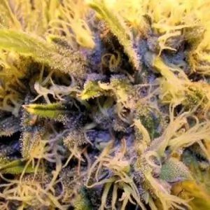 Double D Reg Regular – Alchimia Grow Shop