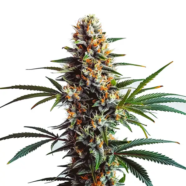 Doug’s Varin – Blimburn Seeds
