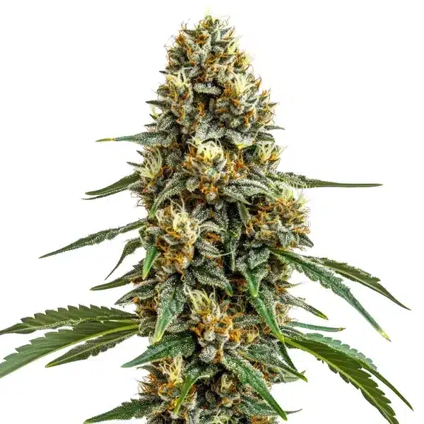 Durban Poison – Blimburn Seeds