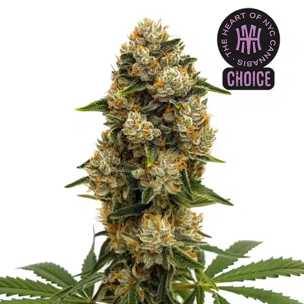 Durban Poison Autoflower HMC Edition – Blimburn Seeds