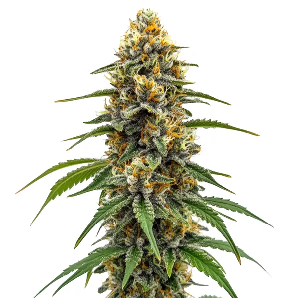 Durban Poison Fast Version – Blimburn Seeds