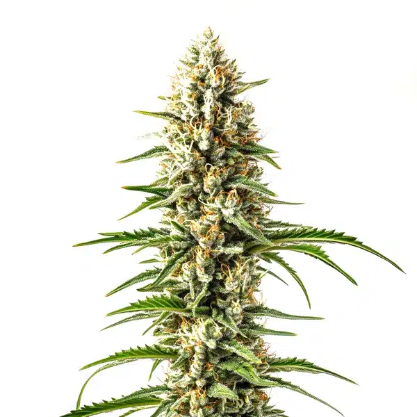 Skunk x Cinderella 99 Fast Version – Blimburn Seeds