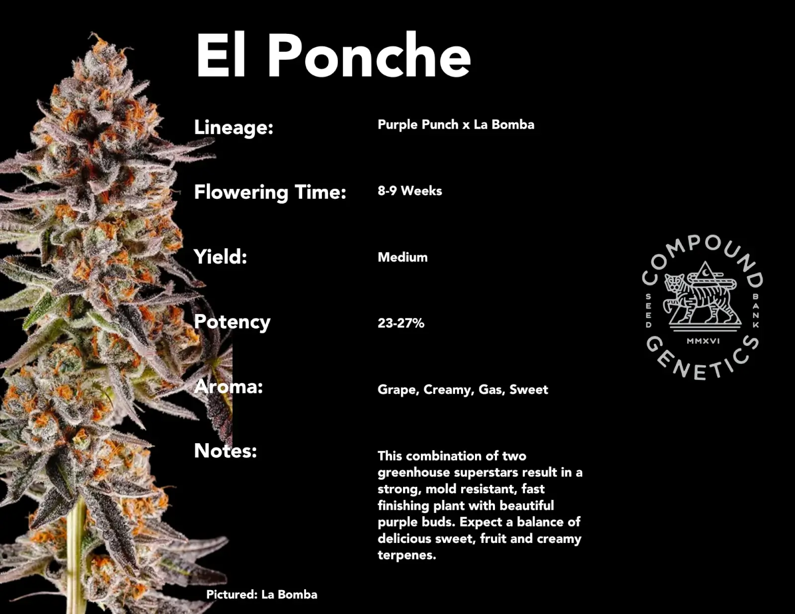 El Ponche Feminized – Alchimia Grow Shop