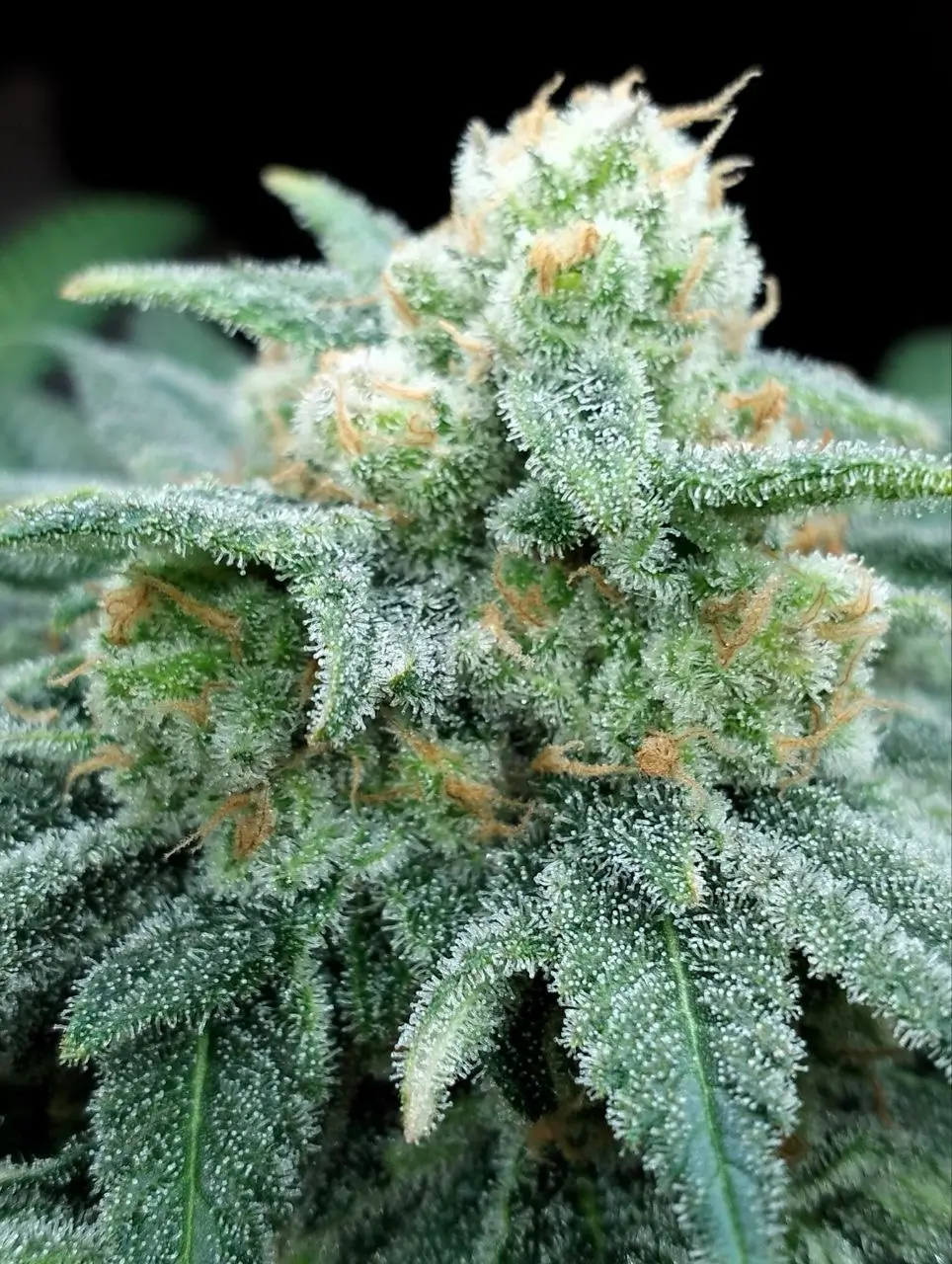 Electric Koolaid Feminized – Alchimia Grow Shop