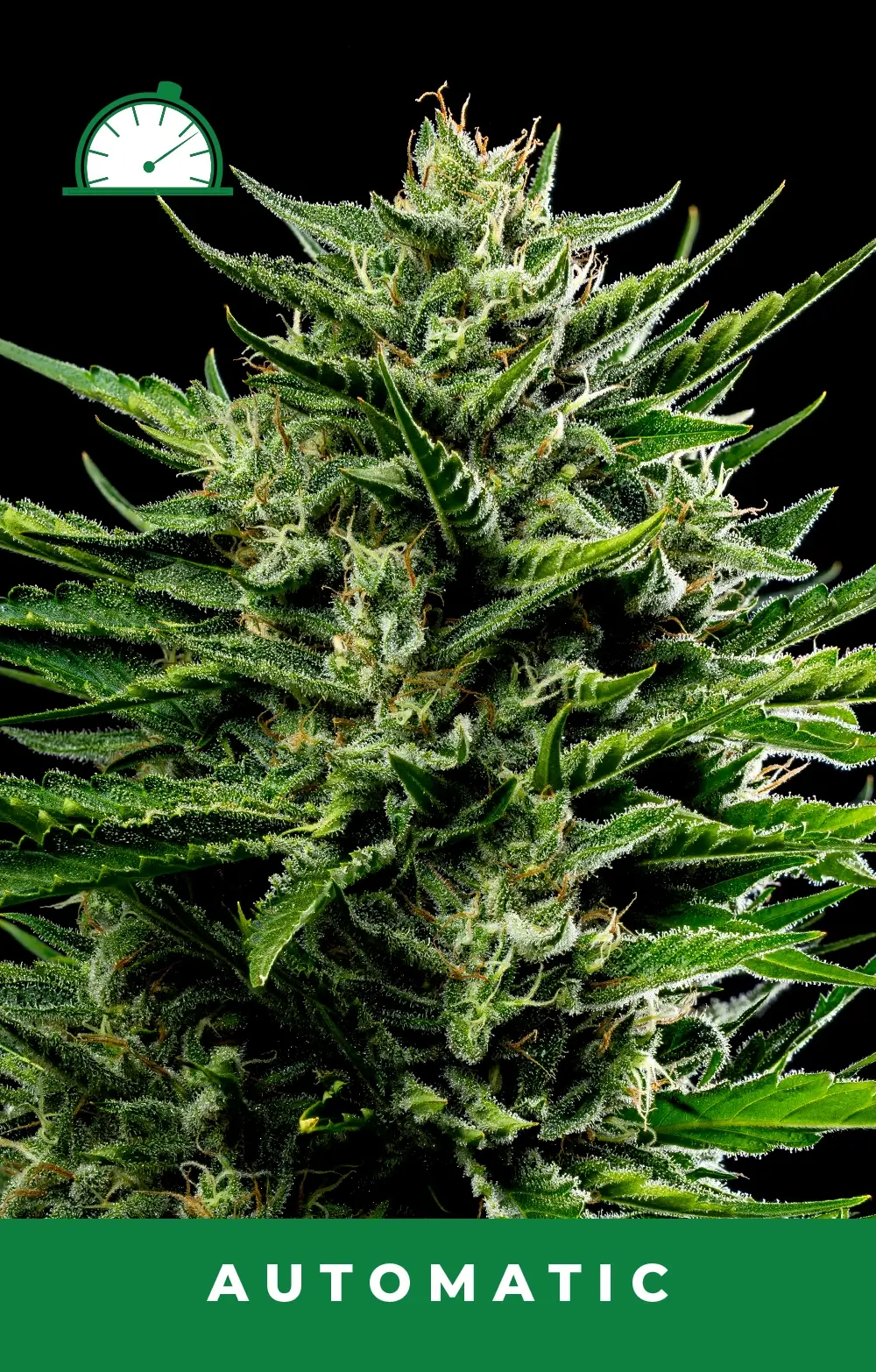 Emerald Fire OG Auto Autoflower – Alchimia Grow Shop