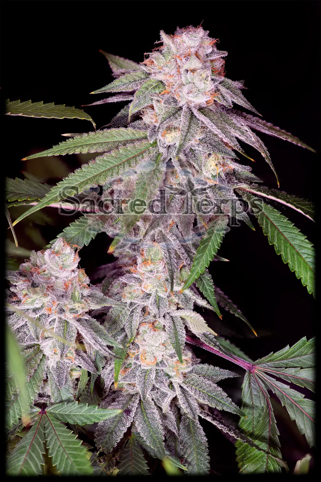 Empress #2 Feminized – Alchimia Grow Shop