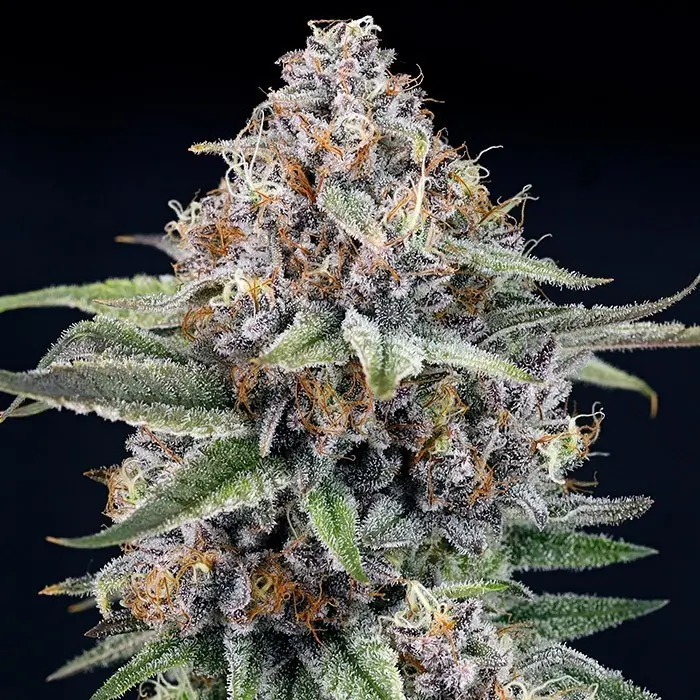 EyeBallZ Feminized – Alchimia Grow Shop