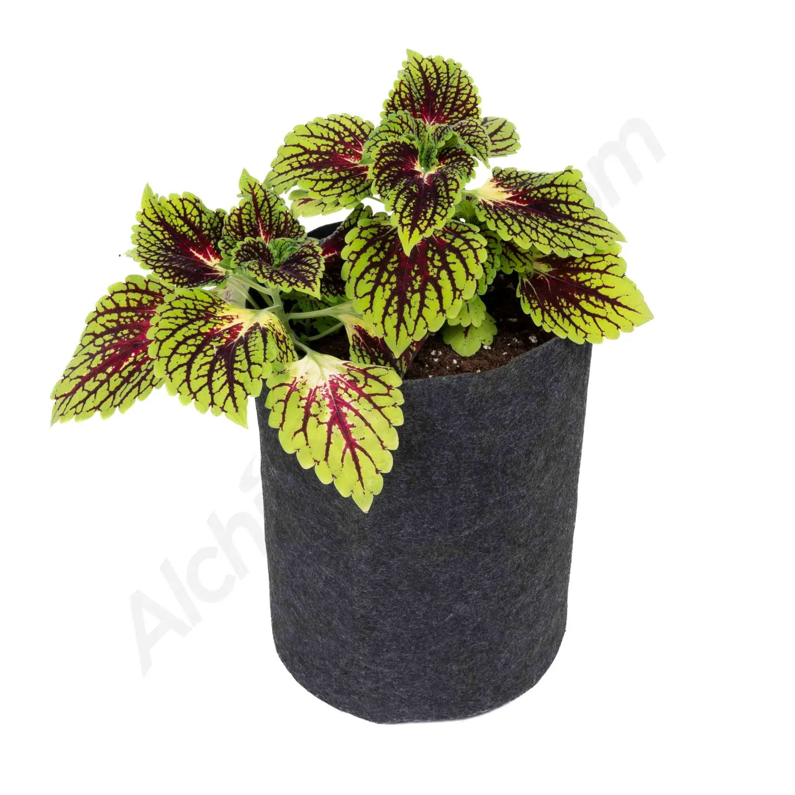 Fabric Pot – Alchimia Grow Shop