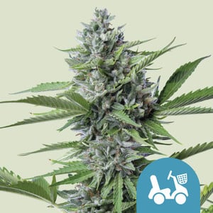 Fast Eddy Automatic CBD – Royal Queen Seeds