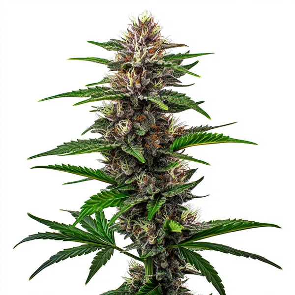 Fat Bastard – Blimburn Seeds