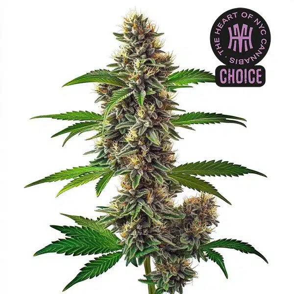 Fat Bastard Auto HMC Edition – Blimburn Seeds
