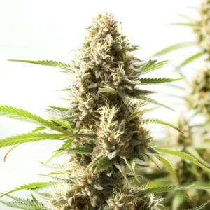 Fire Kush – Blimburn Seeds
