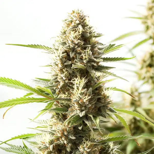 Fire Kush – Blimburn Seeds