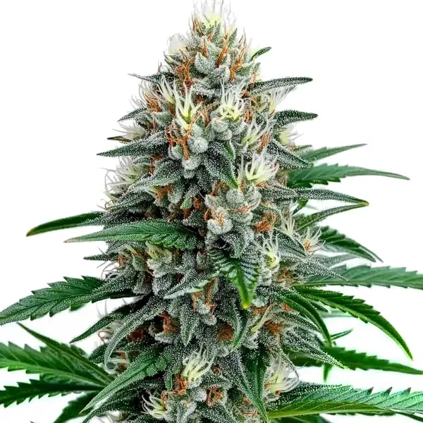 F1 FEM – Blimburn Seeds