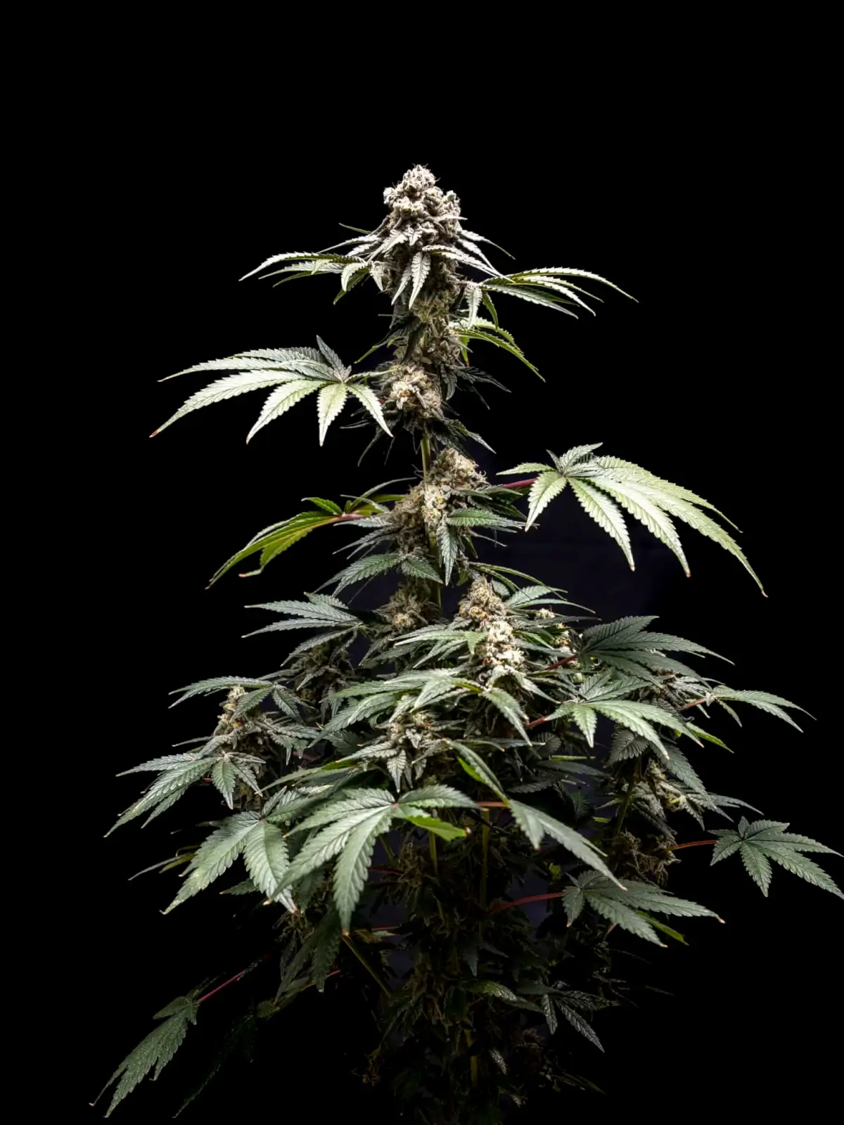 Fizzy Gum Feminized – Alchimia Grow Shop
