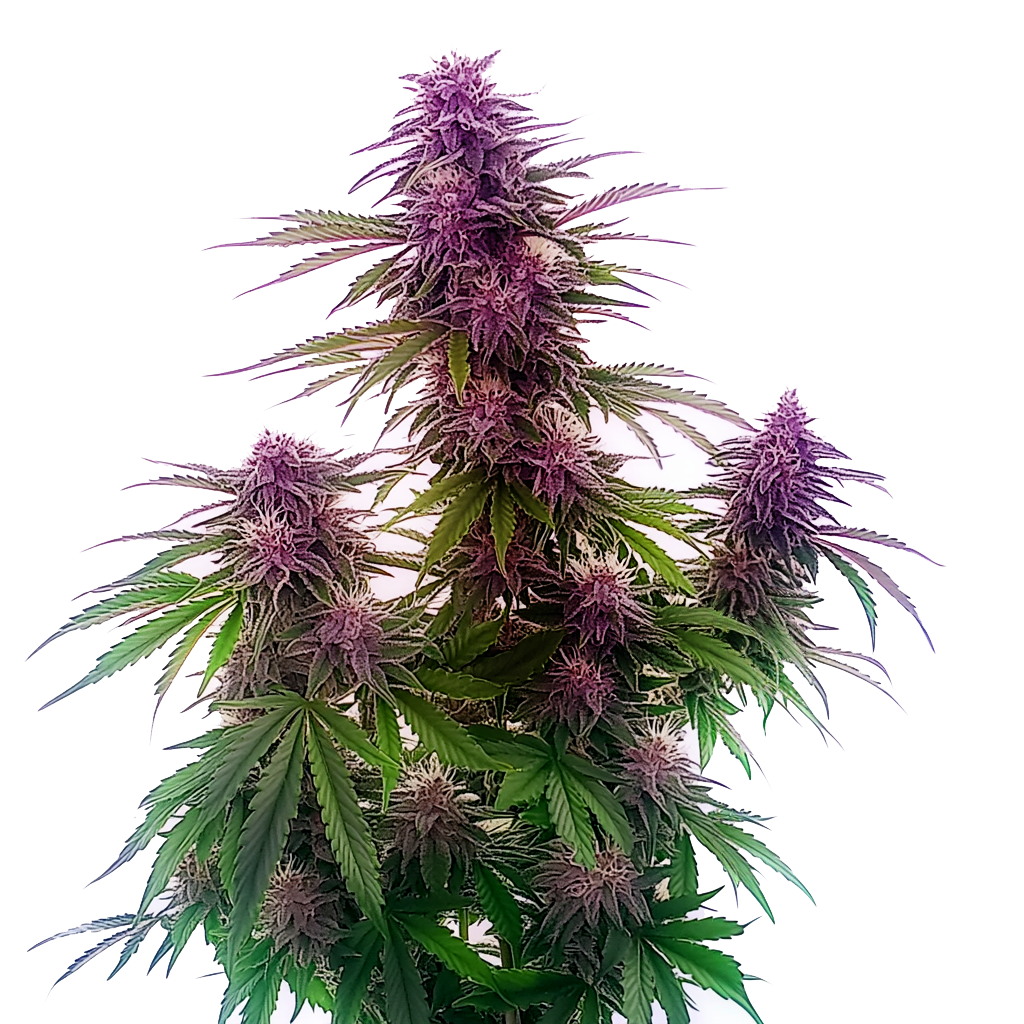 Florida Sunrise Auto – Blimburn Seeds