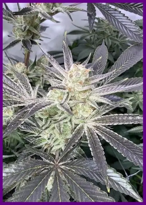 Forbidden Nectar Feminized – Alchimia Grow Shop