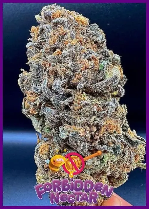 Forbidden Nectar Feminized – Alchimia Grow Shop