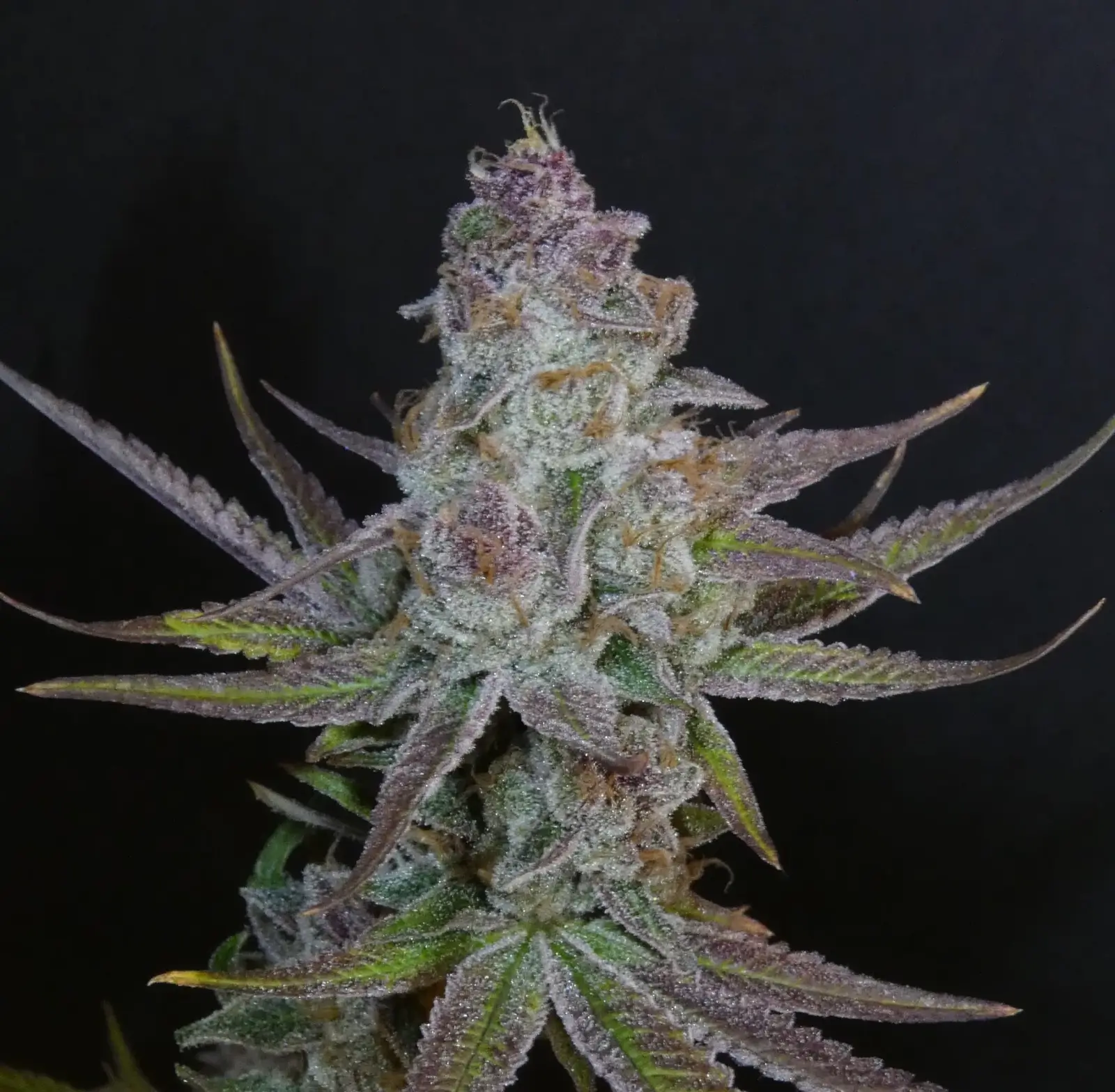 Forbidden Push Pop Feminized – Alchimia Grow Shop