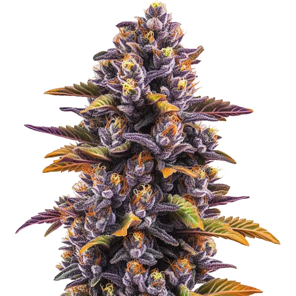 Forbidden Fruit – Blimburn Seeds