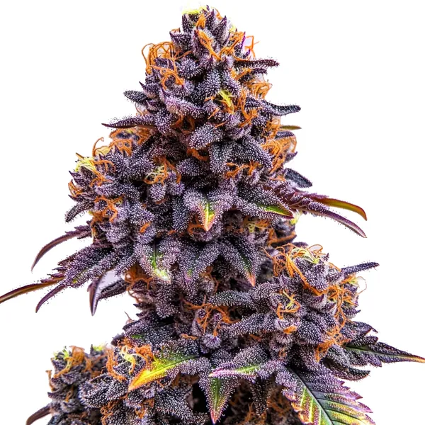Forbidden Fruit Auto – Blimburn Seeds