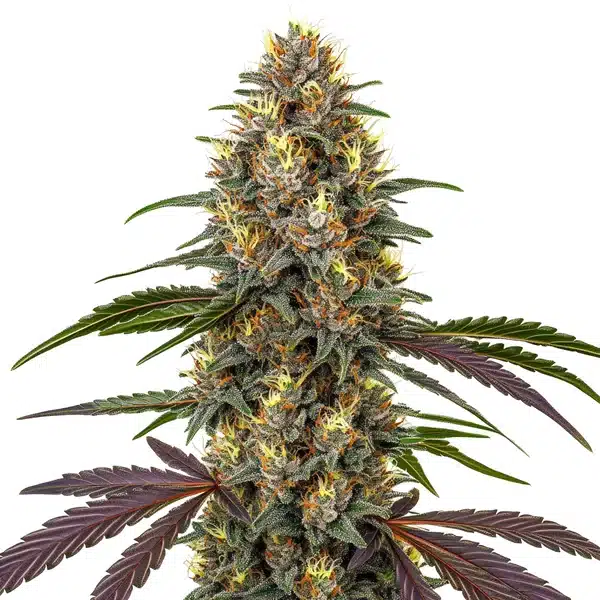 French Cookies – Blimburn Seeds