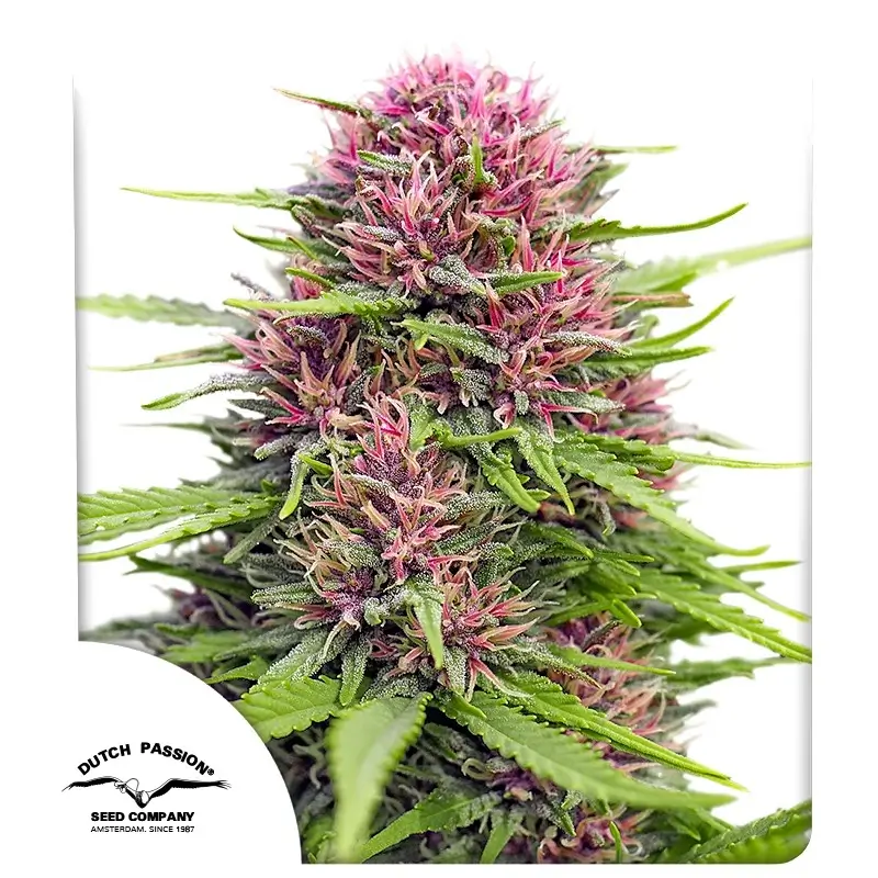 Frisian Dew Feminized – Alchimia Grow Shop