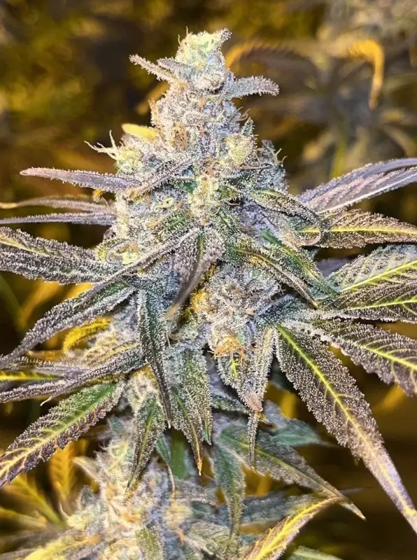 Frozen Biscotti Feminized – Alchimia Grow Shop