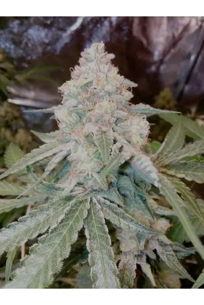 Fruit Cake Feminized – Alchimia Grow Shop