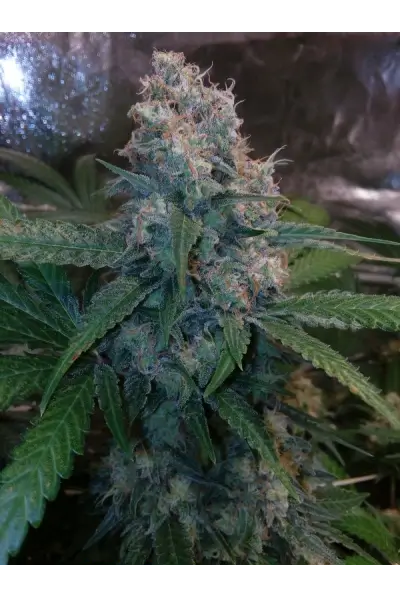Fruit Cake Feminized – Alchimia Grow Shop