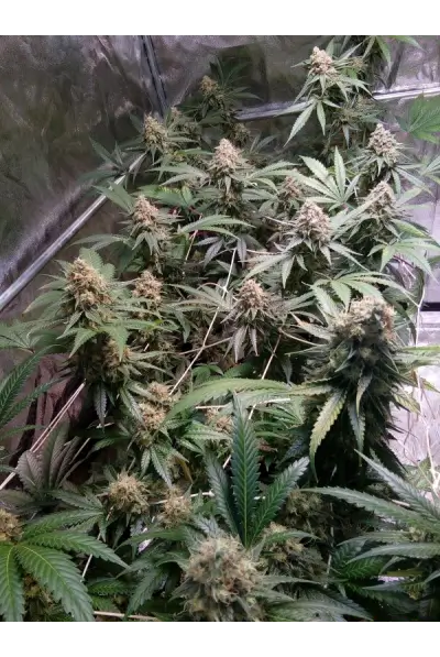 Fruit Cake Feminized – Alchimia Grow Shop