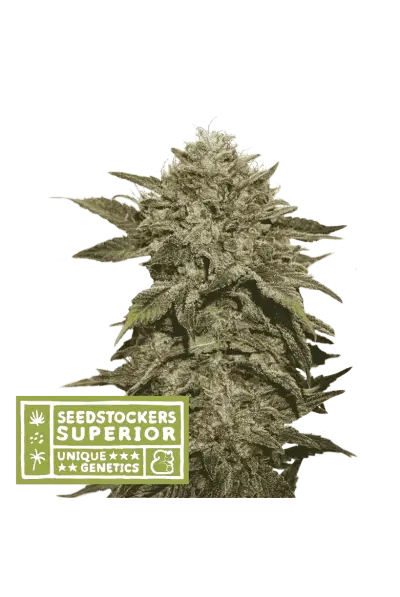 Fruit Cake Feminized – Alchimia Grow Shop