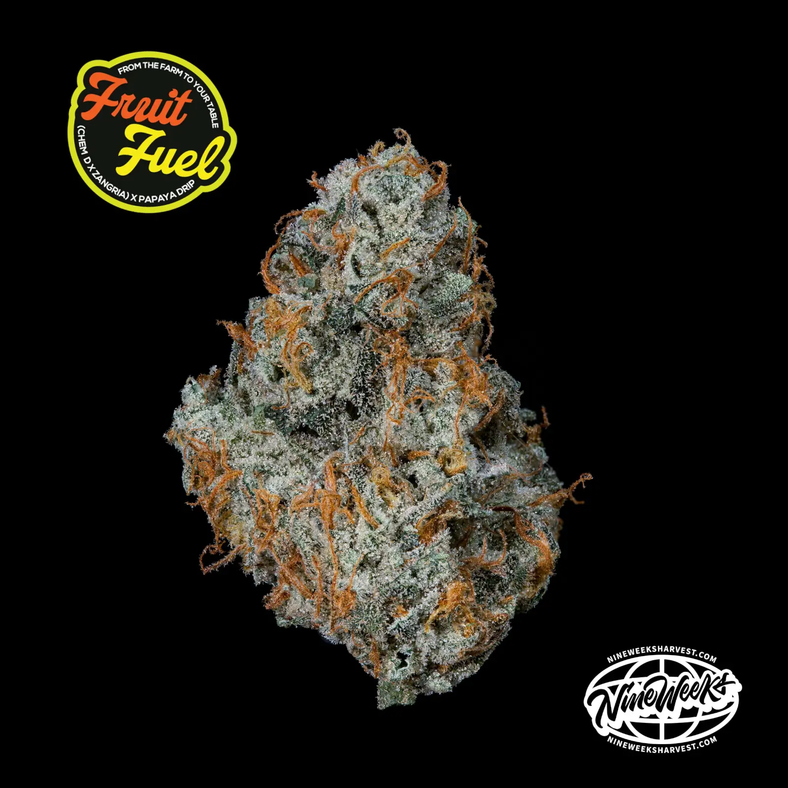 Fruit Fuel Feminized – Alchimia Grow Shop