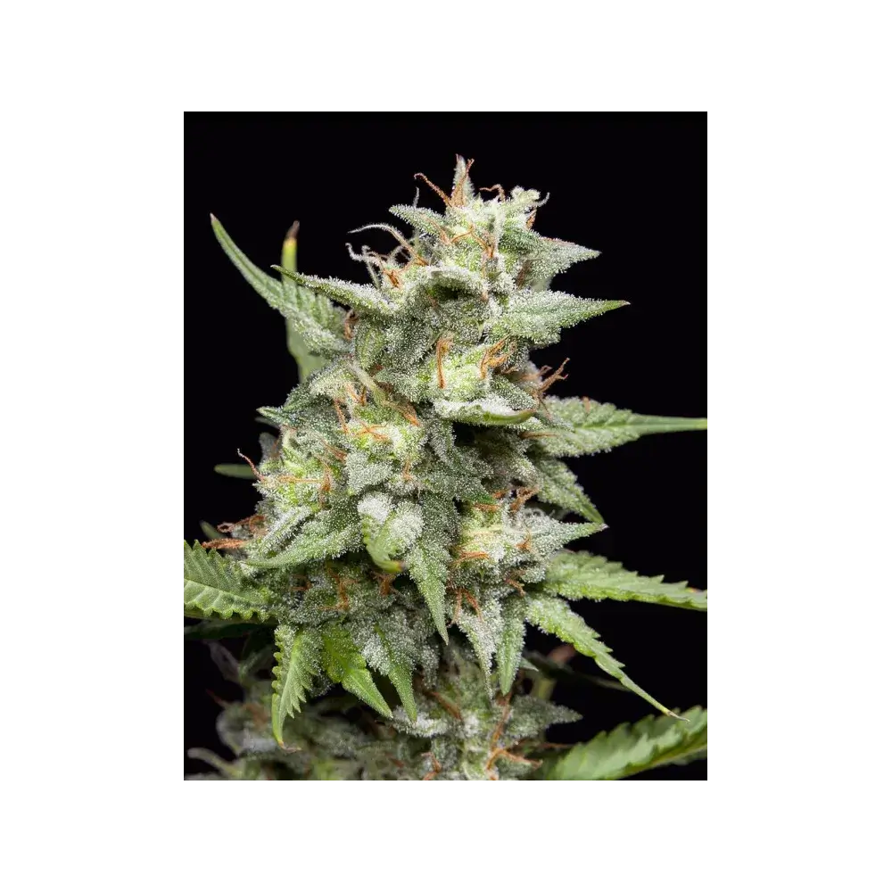 Fruity Forest Triploid Feminized – Alchimia Grow Shop